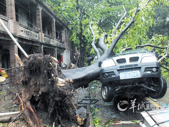 狂风卷倒大树压毁六辆汽车