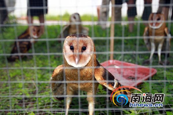 南海网网友收养4只草鸮 在文昌放飞回归大自然