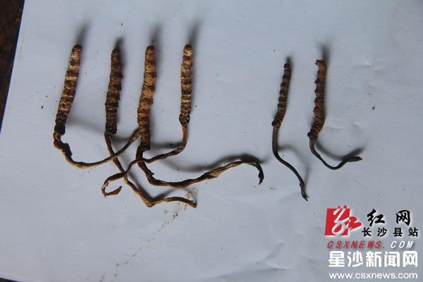 亚香棒虫草(左)的子座较粗,冬虫夏草(右)的子座较纤细。 周游 摄