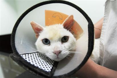猫狗快被人“美”死了