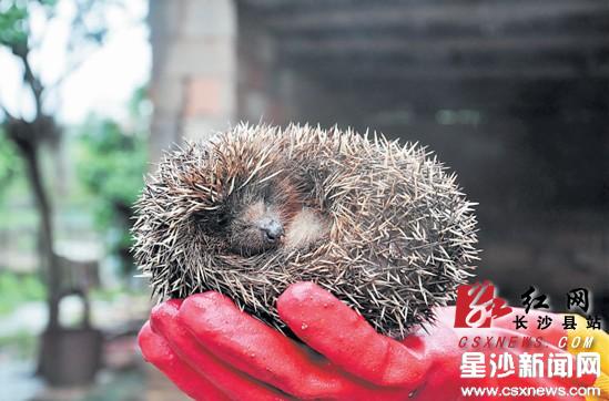 原是山中刺猬造访(图)