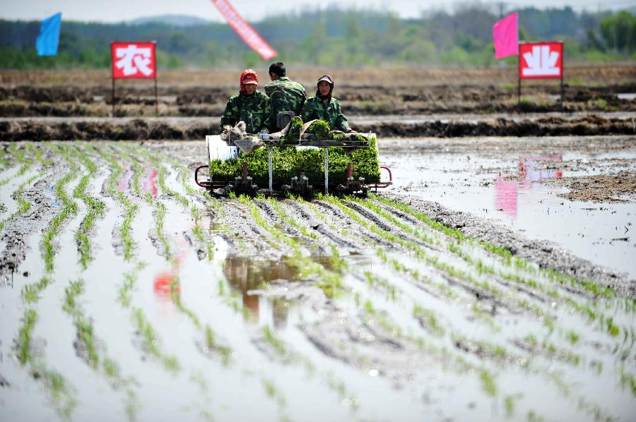 黑龙江今年水稻种植面积逾5000万亩