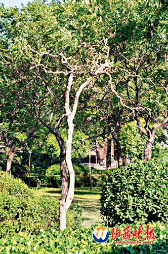 省城一小区内,一棵桑树已经