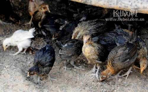 【蹲点日记】栽下摇钱树 送来下蛋鸡(组图)_资讯频道_凤凰网