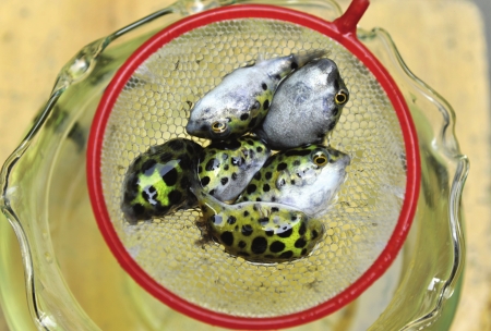 “潜水艇鱼”有剧毒?