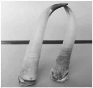 　　用羚羊角治耳病　　堪称史上第一人