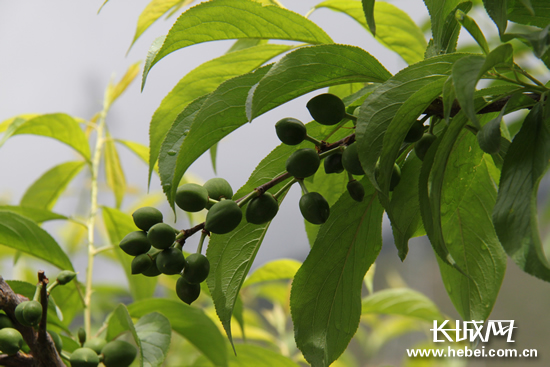 清涩的樱桃。长城网 赵晓慧 摄