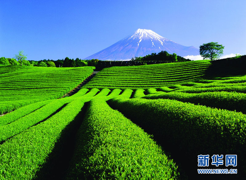 静冈茶和富士山