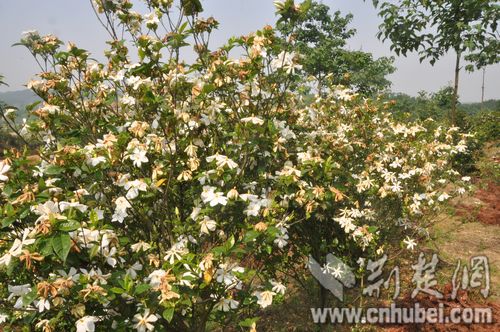 栀子花成为村民致富树