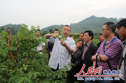 湖南龙山将金银花打造成特色产业