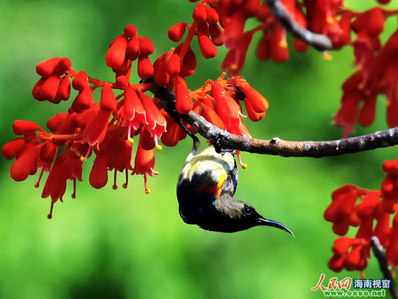 美丽梧桐五月花 摄影大赛揭晓 46作品获奖