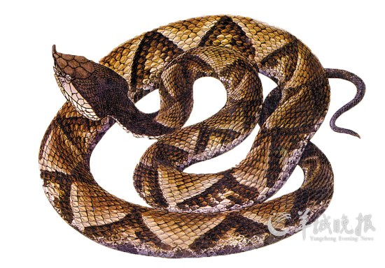 五步蛇取毒的人