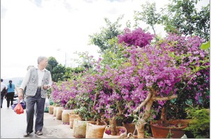 宜良县花三角梅在花街节上最受追捧。杜文蕾摄