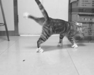 猫咪为什么不穿衣服鞋子?三花猫为什么一定是