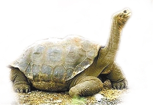 世界上最大的陆生龟 象龟