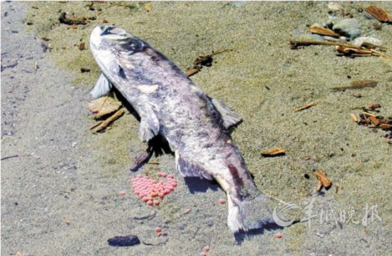 　　干死在河床上的鲑鱼及鱼卵