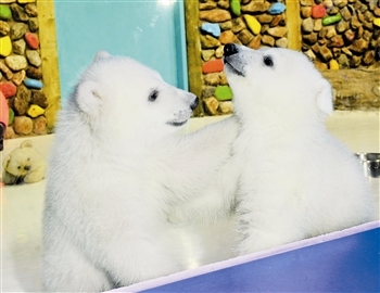 国内首对北极熊<em>孪生姐妹</em>与游客见面 万元征名