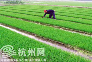 眼下是播种季节,本周活动第三站,我们去富阳渔山,体验怎么拔秧抛秧