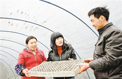 在武隆县黄莺乡复兴村3组帮扶对象陈金明的烤烟大棚内，罗瑞雪（中）为其提高烤烟品质支招。记者 张其宏 摄