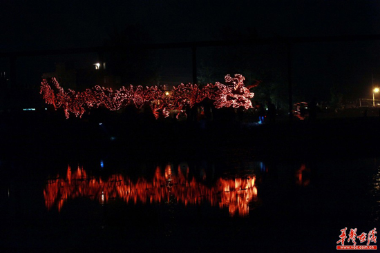 龙舞田野。安新志 摄