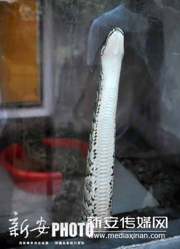 安徽六安市连续发现8条大型蟒蛇 身长都超过3