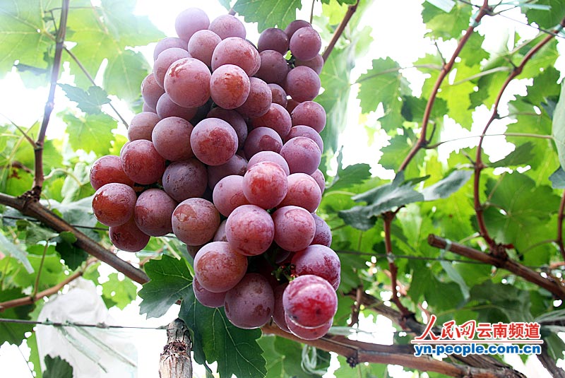 高清组图:宾川15万亩葡萄园 葡萄成熟果飘香