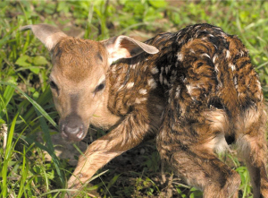 刚出生的鹿宝宝
