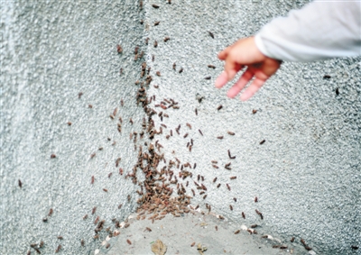 聚集在墙角的尺蠖