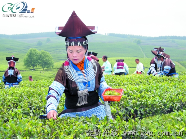 茶工在万亩茶园采茶。