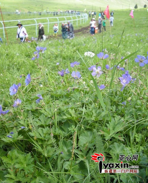 亚心论坛免费邀请摄影爱好者去西白杨沟风景外