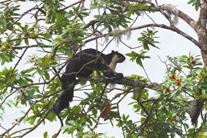 巨松鼠(艾怀森+摄)
