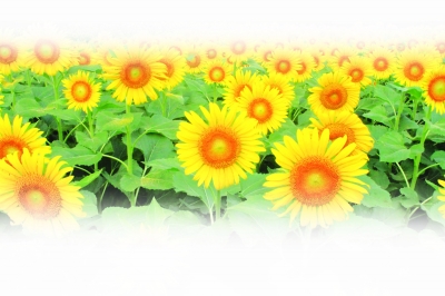 "向日葵之夏"儿童绘画乐游 "向日葵之夏"儿童绘画乐游