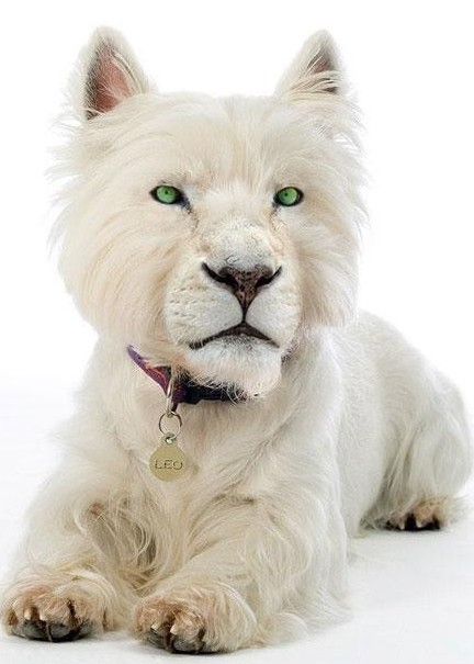 纽约海滩惊现曼哈顿怪兽 遭恶搞的四不像动物