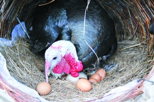 公火鸡孵蛋 孵出的雏遍及家禽界