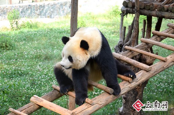 思嘉便便的样子忒优雅了