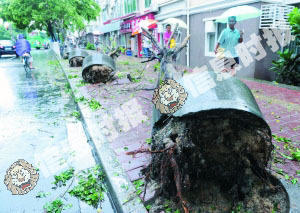 在前进路，8棵直径约20厘米的树被连根拔起。