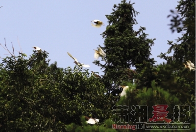 林子小了,鸟儿与村民抢山头