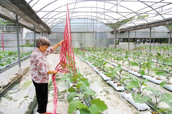 农民在为农业科技创新中心内的新型茄子搭架子