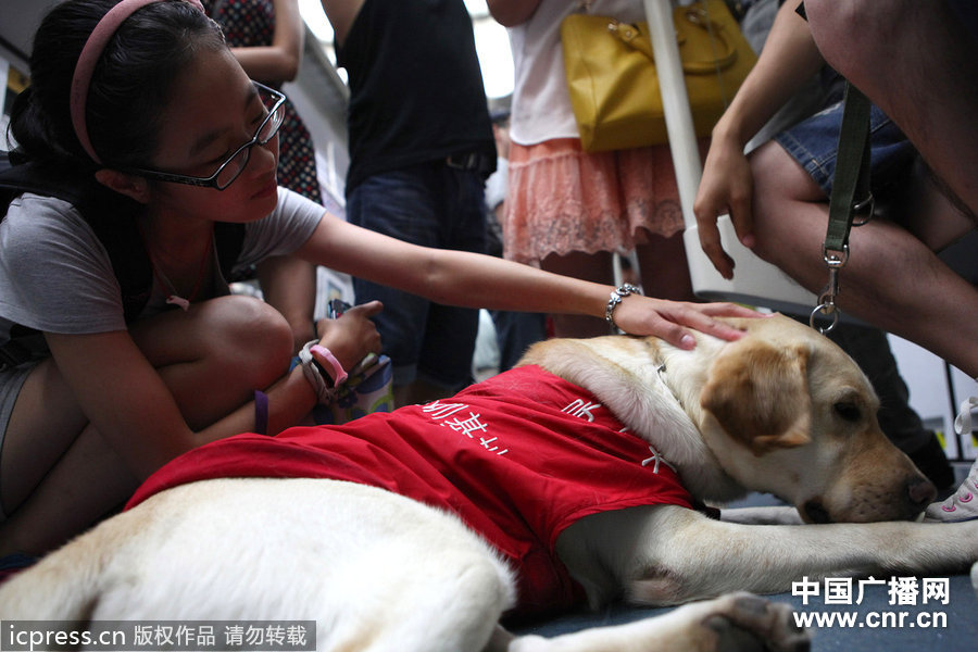 2012年7月10日,广东深圳,在深圳地铁列车上,史努比略显疲惫,趴在地上休息。由于他不处于“工作”状态,所以一位乘客好奇地抚摸他。