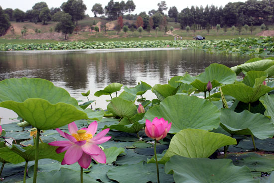 库伦七月荷花开