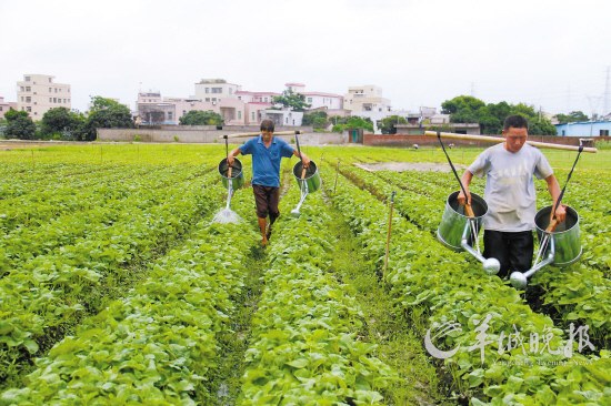 雇于企业的两名农民在施肥