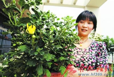 秋菊咋夏天就开了?_资讯频道_凤凰网