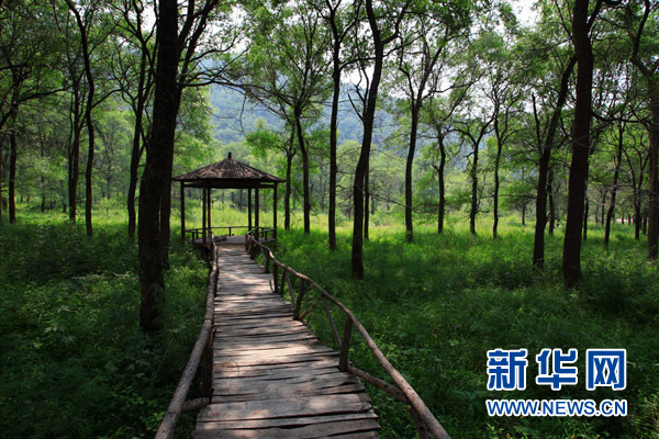 黑龙山森林公园内绿草如茵，木栈道在榆林中蜿蜒（7月18日摄）。新华网记者 杨理光摄