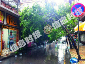 仓边路仁生里，一棵大树呈倾倒状态，对附近店铺造成威胁。信息时报记者 郭仲然 摄