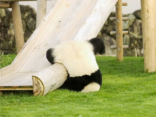 动物离奇悲催时刻