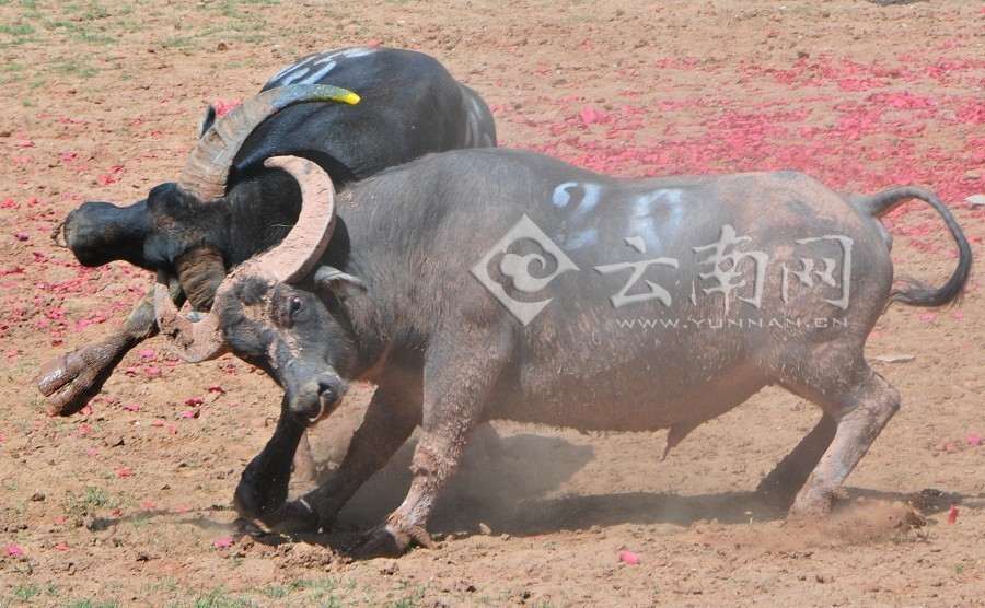 彝族传统斗牛比赛