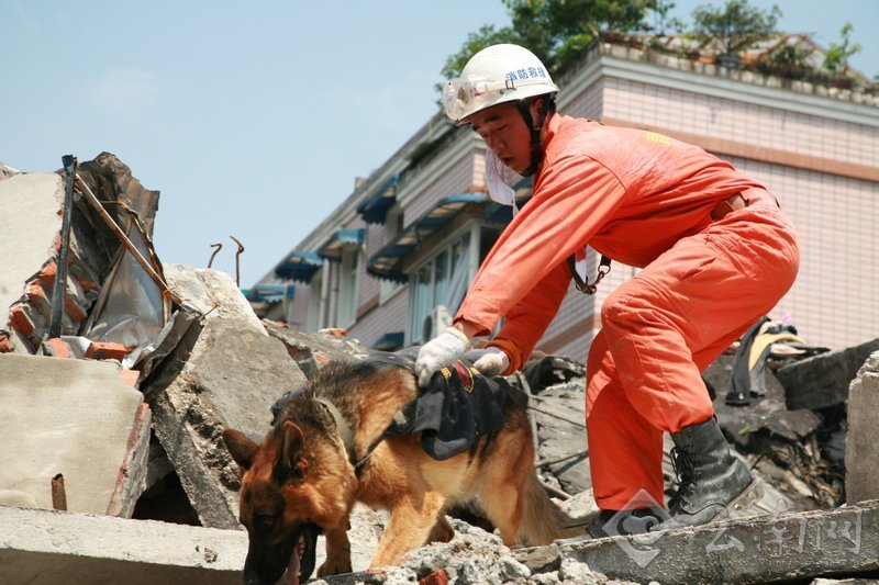 记者揭秘:“史上最强的生命探测仪” 消防犬(高清)