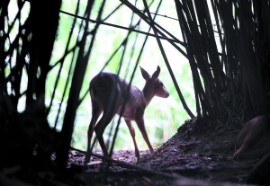 獐，被认为是最原始的鹿科动物，目前沿海广大滨海平原唯一野生的鹿科动物，更是上海原土著物种，在新石器时代上海就有獐的分布。图为2012年8月4日，华夏公园里的一只獐。本版图片 早报记者 王炬亮