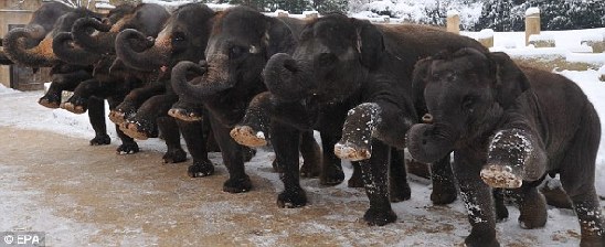 可爱动物排排站