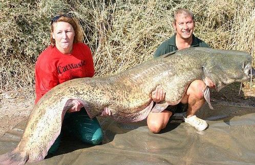 令人瞠目结舌的河中巨兽